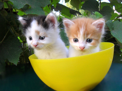 在一个黄色的碗中的两个小小猫
