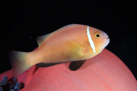 马尔代夫 anemonefish