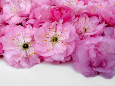 温柔的粉红色花朵特写