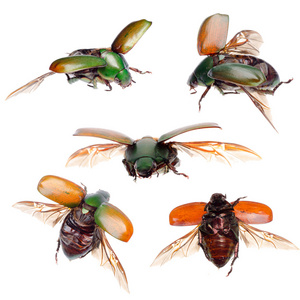 昆虫绿色圣甲虫甲壳虫分离集合图片