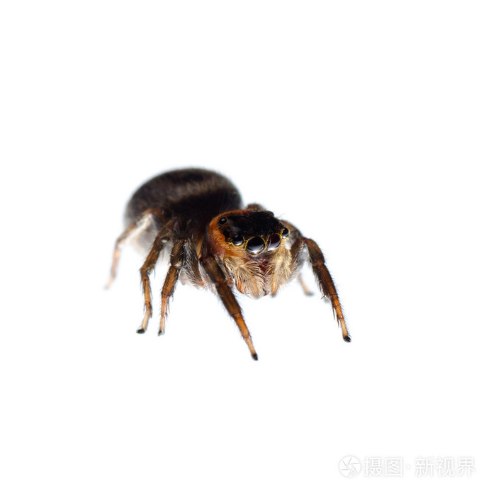 黑蜘蛛跳跃的动物