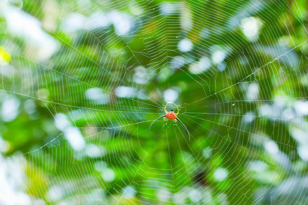 蜘蛛和在森林里的蜘蛛网