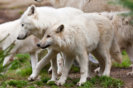 大型成人北极狼群在森林里