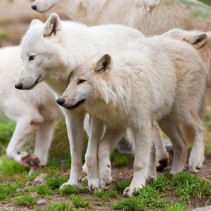 大型成人北极狼群在森林里