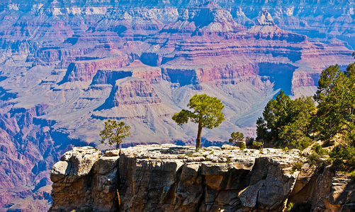 在美国亚利桑那州大峡谷石头上的树