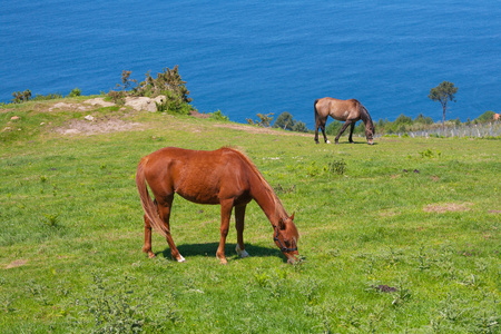 马匹上翠绿的小山附近海域图片