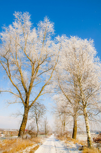冬季风光，被白雪覆盖的树木