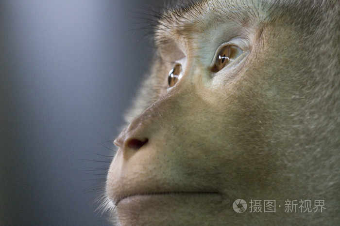 猴子看起来整个玻璃般的眼睛