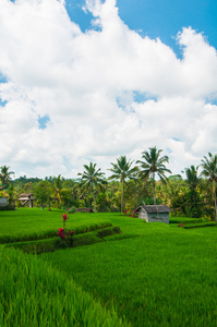 稻田和椰子树