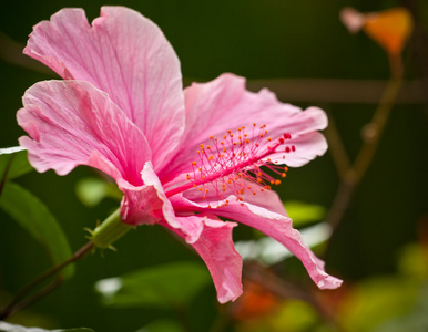 粉色芙蓉花