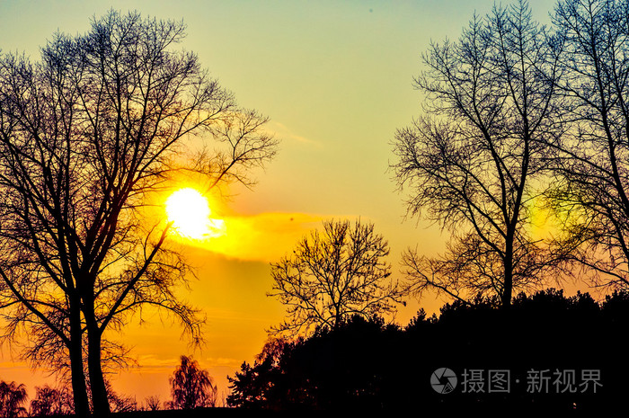 在早晨的阳光森林
