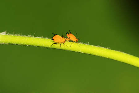 油腻的昆虫蚜虫的特写照片