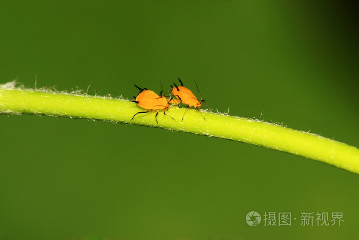 蚜虫的特写照片-正版商用图片1b4evs-摄图新视界