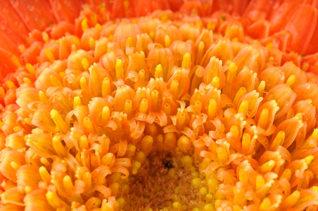 橙色雏菊非洲菊