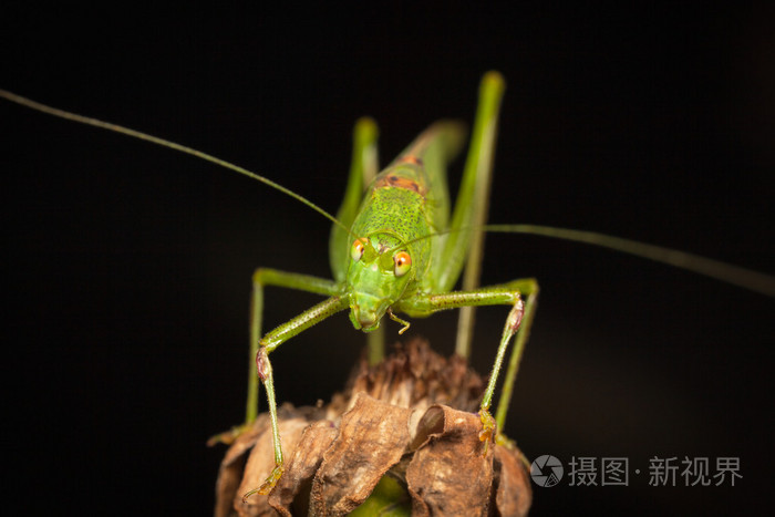 蚱蜢