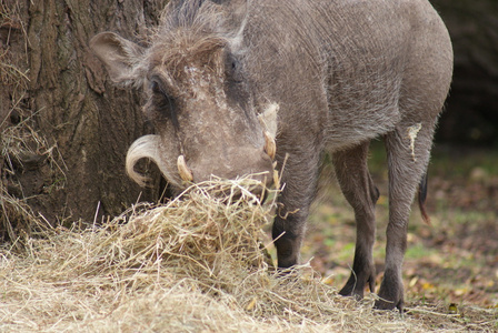 非洲疣猪phacochoerus 庇阿