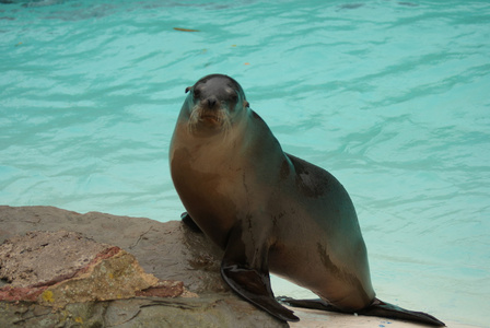 加州海狮zalophus californianus