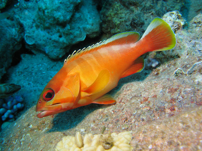 与异国情调橙色鱼底部的红海珊瑚礁