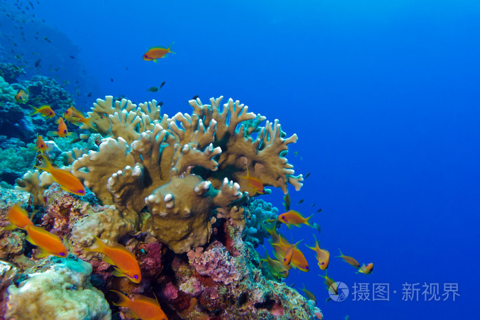 与火珊瑚和异国情调的珊瑚礁鱼类 anthias