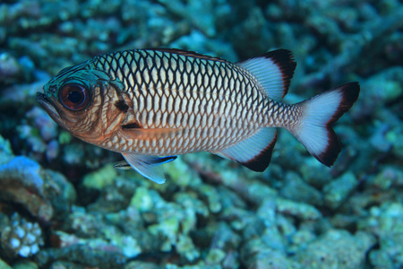 影 soldierfish