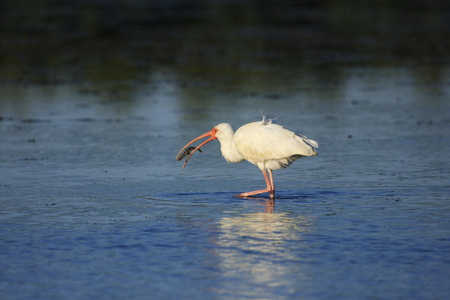 白ibisEudocimusalbus插画