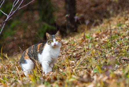 多彩家居猫在森林里寻找狩猎