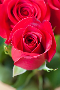 一束美丽的红玫瑰的背景
