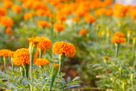 橙色万寿菊在日落花园