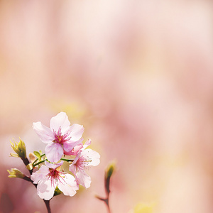 春天的樱花