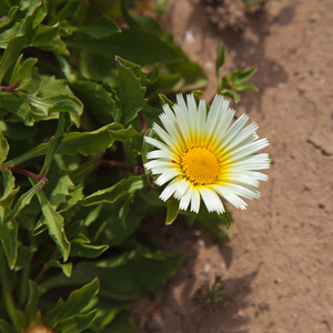 开花 asteriscus schultzii