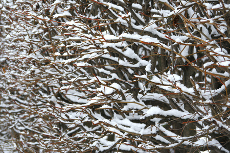 布什在雪中