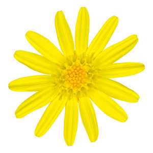 黄色雏菊野花上白色隔离
