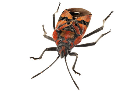 黑色和红色的地面 bug 物种 spilostethus pandurus