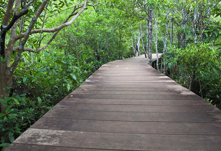 在红树林森林木材桥