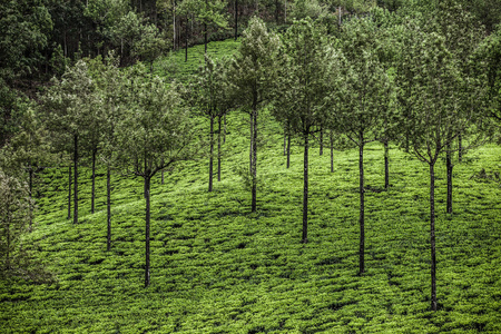 绿茶叶种植园的景观。印度喀拉拉邦，新德里