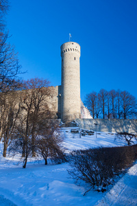 座堂山塔在冬天天塔林，爱沙尼亚