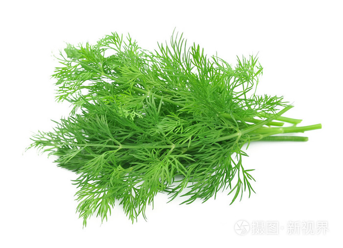 小茴香草药