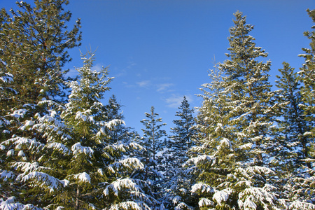 雪盖的树图片