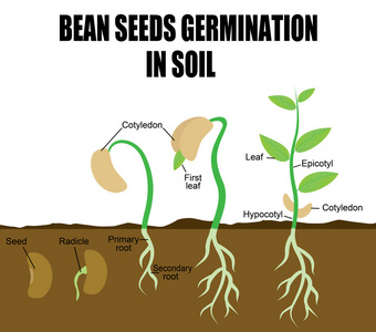 豆种子萌发的序列
