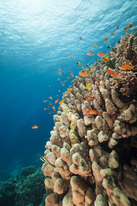 鱼和热带珊瑚礁在红海