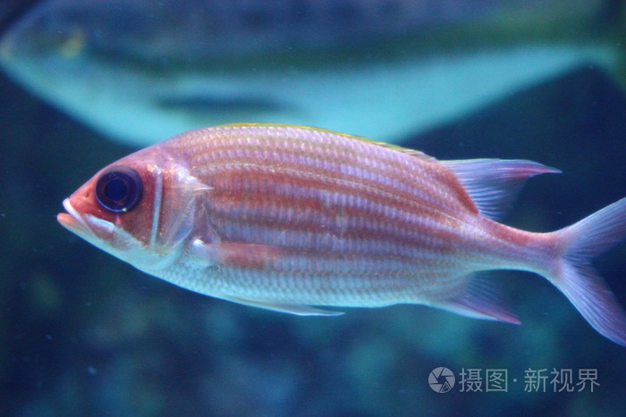 海水鱼照片-正版商用图片1b8yvb-摄图新视界