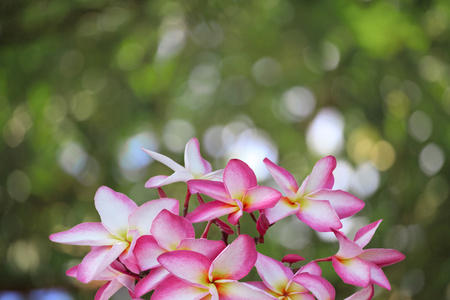 组的鸡蛋花的花朵