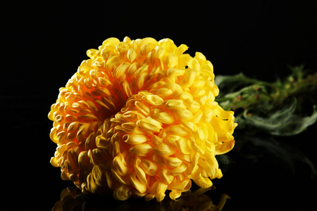 明亮的黄色菊花，黑色背景上