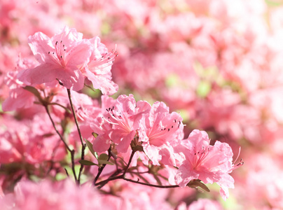 背景粉红色花
