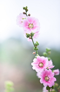 美丽的粉红色花朵在韩国