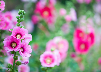 美丽的粉红色花朵在韩国