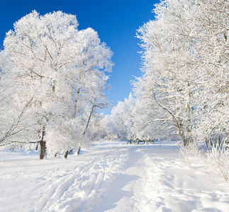 冬季公园在雪中