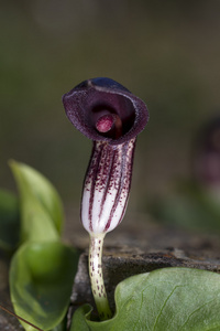 arisarum 花植物的特写视图