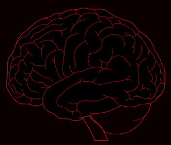 人类大脑的模型图片