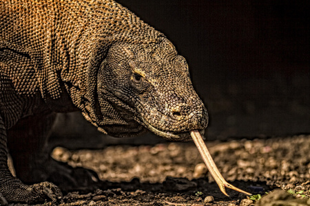 科莫多龙 巨蜥 komodoensis 在印度尼西亚科莫多国家公园。科莫多龙是世界上最大的蜥蜴。用分叉的舌头的科莫多龙的近视